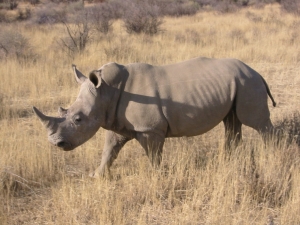 Rhino poaching is on the rise.