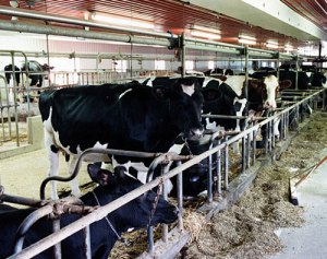The dairy industry sparks angry activists.