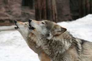 Wolves again to be hunted across America.