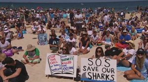 Australians band together to protest shark cull.