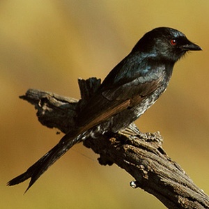 The Forked Tailed Drongo steals food by imitating others.