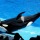 SeaWorld's shame: More attacks on Blackfish